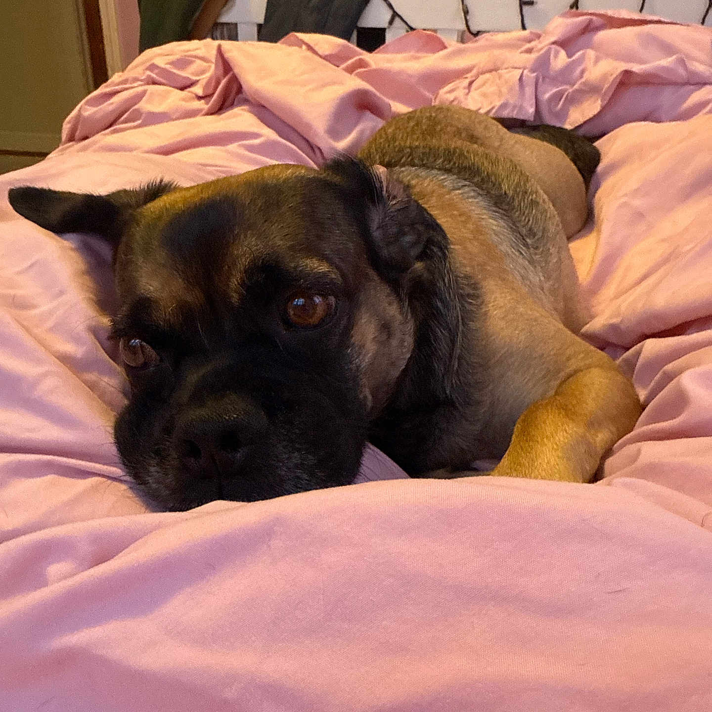 Buddy joined the competition — help win amazing prizes! animal, bed, blanket, canine, comfort, cozy, cute, dog, ears, eyes, fur, home, indoor, nose, paw, pet, pink, relaxed, resting, sleepy