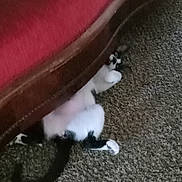 Honeycomb joined the competition — help win amazing prizes! cat, black_and_white, carpet, sofa, furniture, indoor, pet, animal, relaxed, lying_down, tail, wood, cushion, floor, domestic, playful, home, resting, fur, four_legs