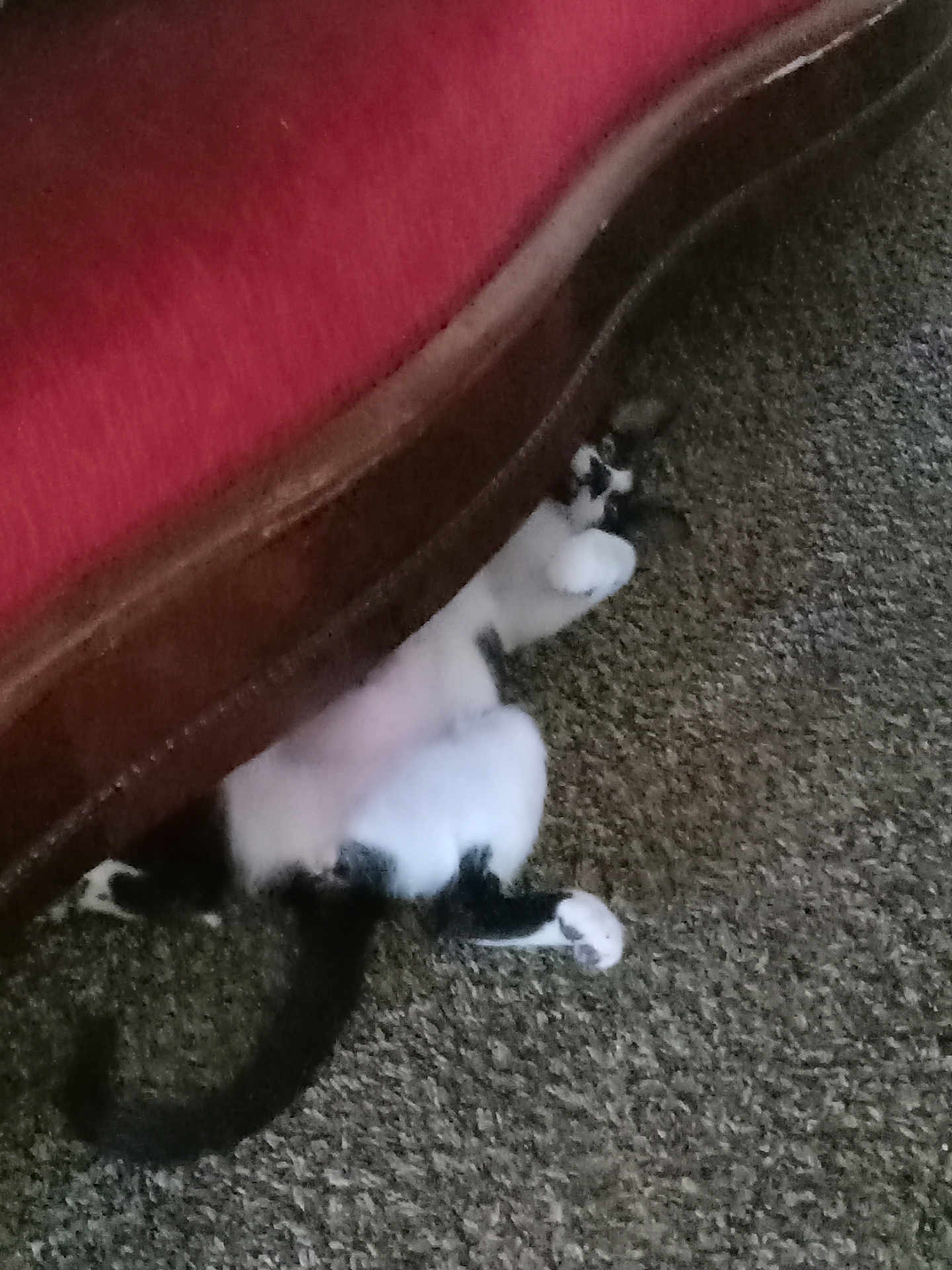 Honeycomb joined the competition — help win amazing prizes! cat, black_and_white, carpet, sofa, furniture, indoor, pet, animal, relaxed, lying_down, tail, wood, cushion, floor, domestic, playful, home, resting, fur, four_legs