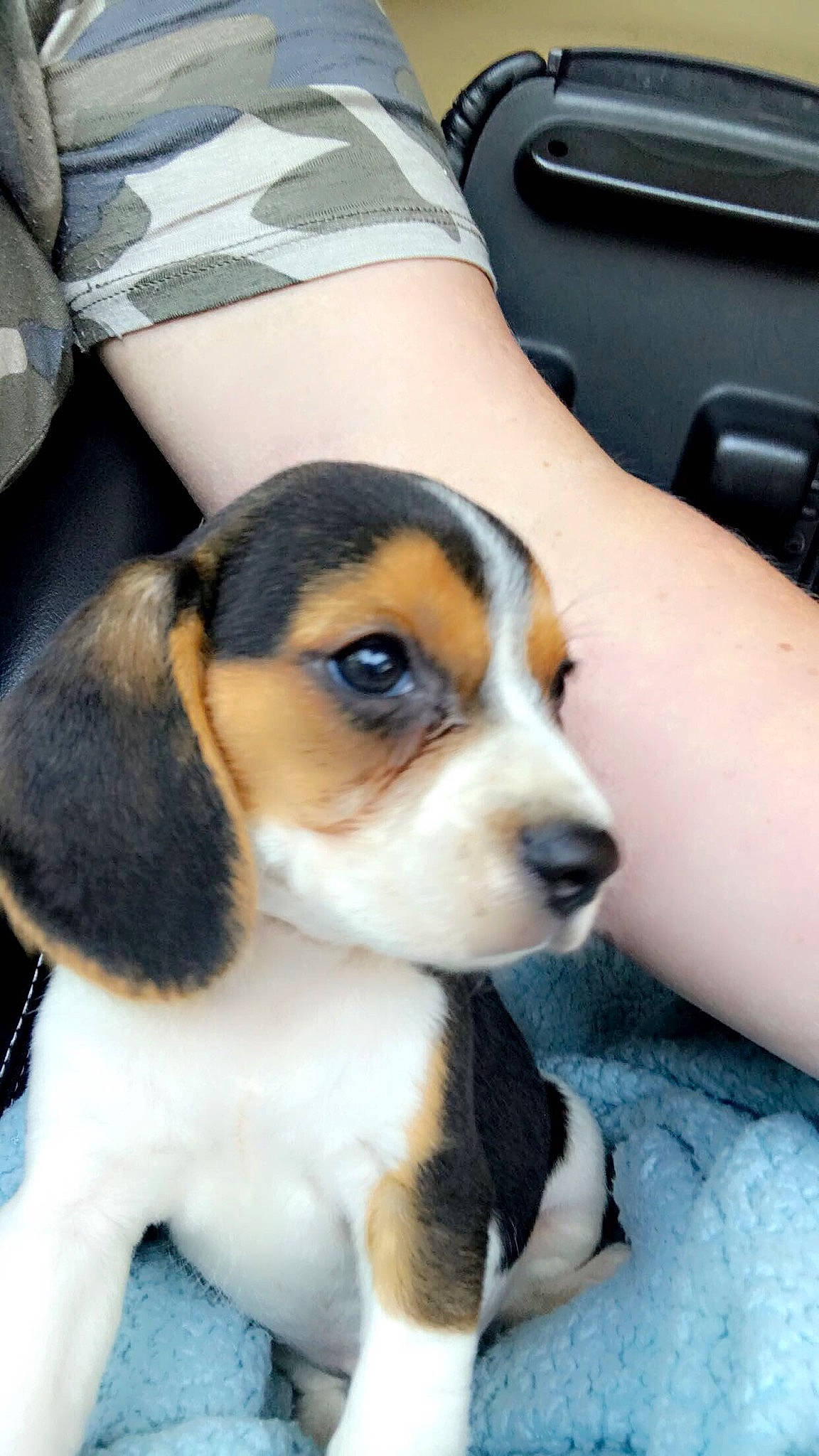 Bailey Marie joined the competition — help win amazing prizes! american_foxhound, beagle, beagle_harrier, beaglier, canidae, carnivore, dog, dog_breed, english_foxhound, estonian_hound, finnish_hound, hamiltonstovare, harrier, mammal, pocket_beagle, puppy, serbian_tricolour_hound, snout, treeing_walker_coonhound, vertebrate