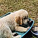 Balou