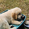 animal, blue_tub, canine, cute, daylight, dog, fur, golden_retriever, grass, outdoor, paw, pet, playing, puppy, relaxing, snout, summer, water, water_bowl, young_animal