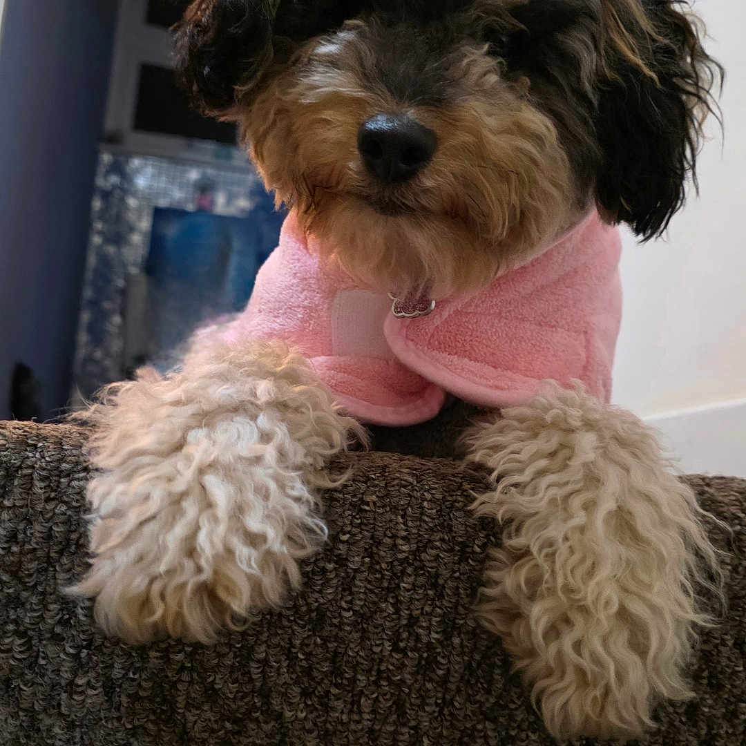 Penny joined the competition — help win amazing prizes! animal, brown, canine, close_up, companion, cozy, curly_fur, cute, dog, fluffy, fur, home, indoor, looking, pet, pink_jacket, portrait, soft_light, stairs, texture