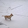 Nougat a rejoint le concours — aidez-le/la à gagner de superbes lots ! blizzard, canidae, carnivore, dog, dog_breed, fawn, freezing, pembroke_welsh_corgi, snow, swedish_vallhund, tail, wildlife, winter, winter_storm, wolfdog