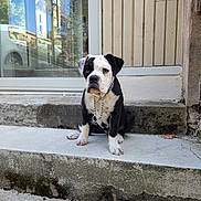 Alba a rejoint le concours — aidez-le/la à gagner de superbes lots ! animal, black_and_white, chain_collar, concrete, curious, daylight, dog, domestic, door, glass, house, outdoor, pet, puppy, reflection, sidewalk, sitting, steps, wooden_panel, young_dog