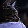 Mokka participe au concours pour gagner de l'argent avec cette photo : cat, close_up, side_profile, whiskers, fur, eye, resting, soft_surface, dark_background, moody_lighting, pet, animal, domestic_cat, portrait, indoor, feline, quiet, contemplative, texture, focus