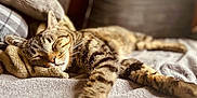 Mokka participe au concours pour gagner de l'argent avec cette photo : cat, tabby, sleeping, cozy, blanket, paws, fur, indoor, resting, closeup, soft, relaxation, nap, animal, pet, comfort, feline, warm, texture, blurred_background