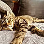 cat, tabby, sleeping, cozy, blanket, paws, fur, indoor, resting, closeup, soft, relaxation, nap, animal, pet, comfort, feline, warm, texture, blurred_background