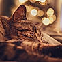 Mokka a rejoint le concours — aidez-le/la à gagner de superbes lots ! cat, tabby_cat, sleeping, close_up, bokeh, lights, cozy, relaxation, feline, pet, indoor, fur, whiskers, ear, soft, warm_lighting, domestic_animal, animal, resting, peaceful
