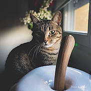 Mokka a rejoint le concours — aidez-le/la à gagner de superbes lots ! cat, tabby, indoor, window, natural_light, shadow, ceramic_bowl, wooden_pestle, animal, pet, closeup, portrait, feline, domestic_cat, still_life, decor, quiet, soft_light, cozy, home