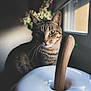 cat, tabby, indoor, window, natural_light, shadow, ceramic_bowl, wooden_pestle, animal, pet, closeup, portrait, feline, domestic_cat, still_life, decor, quiet, soft_light, cozy, home