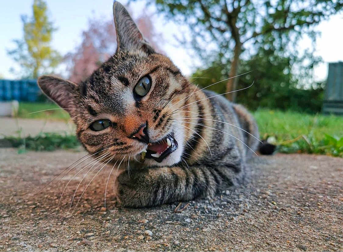 Mokka participe au concours pour gagner de l'argent avec cette photo : cat, tabby, animal, pet, outdoor, pavement, whiskers, close_up, playful, nature, grass, tree, cute, feline, portrait, mammal, young_cat, relaxed, daylight, eyes