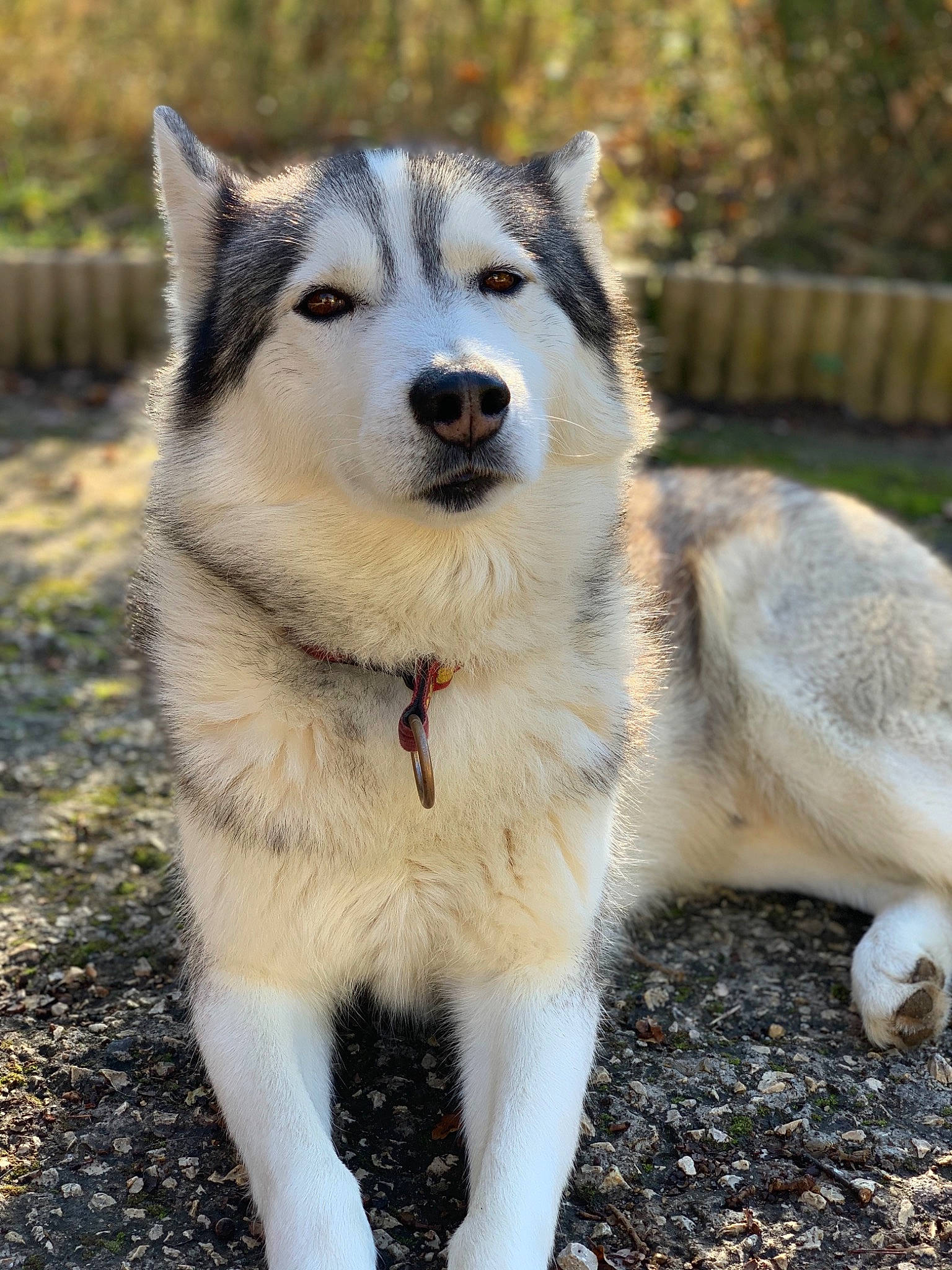 Hypso a rejoint le concours — aidez-le/la à gagner de superbes lots ! ancient_dog_breeds, canidae, canis, carnivore, collar, companion_dog, dog, dog_breed, fawn, fur, plant, siberian_husky, sled_dog, snout, soil, sporting_group, tail, terrestrial_animal, working_animal, working_dog