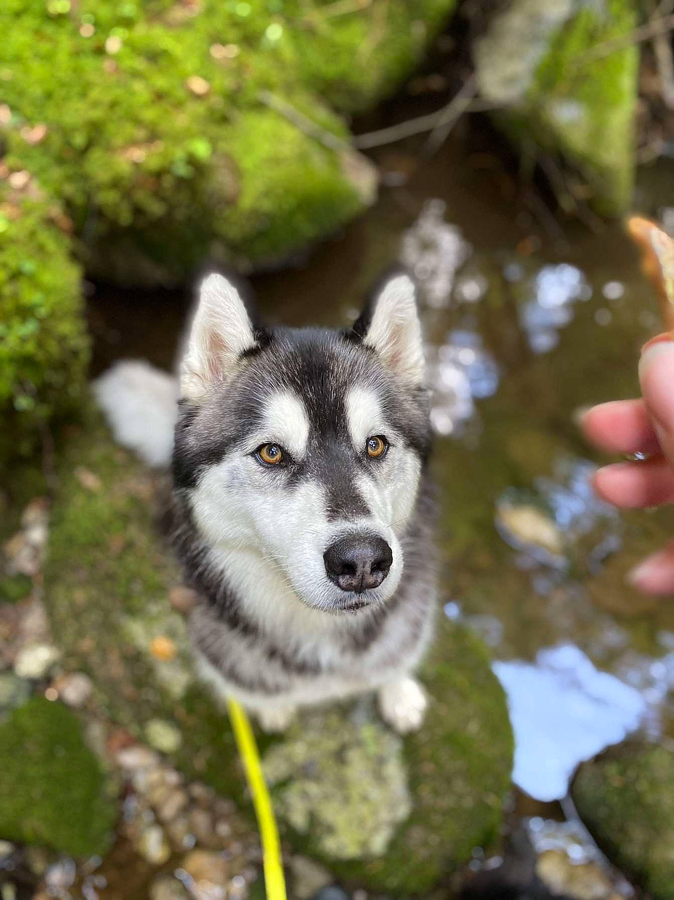 Ryder participe au concours pour gagner de l'argent avec cette photo : ancient_dog_breeds, art, canidae, canis, carnivore, companion_dog, dog, dog_breed, grass, plant, siberian_husky, sled_dog, snout, sporting_group, terrestrial_animal, water, whiskers, wolf, working_animal, working_dog