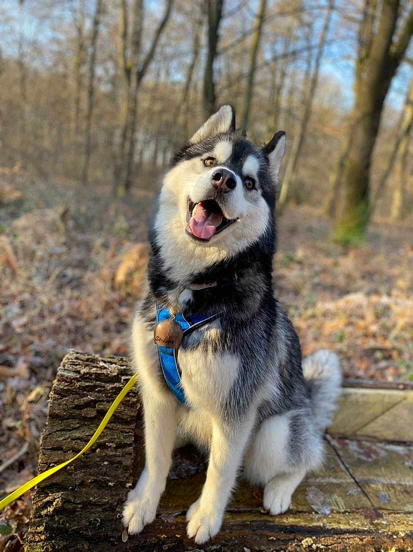 Ryder