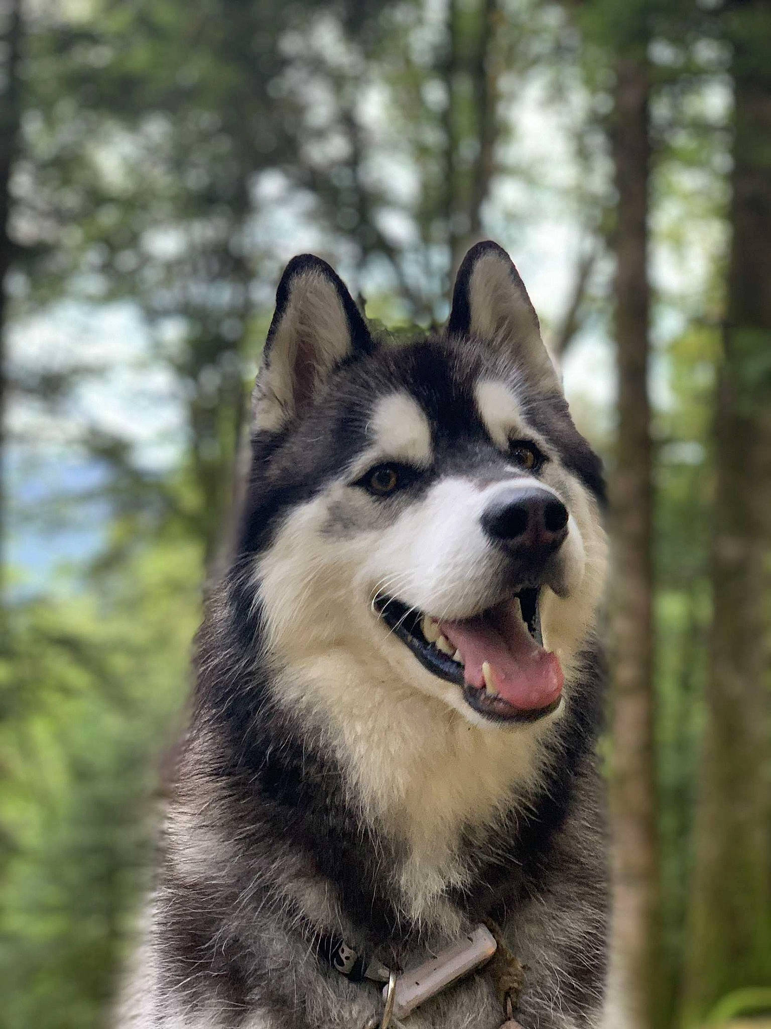 Ryder participe au concours pour gagner de l'argent avec cette photo : canidae, canis, carnivore, collar, companion_dog, dog, dog_breed, fang, fur, jaw, siberian_husky, sled_dog, snout, sporting_group, terrestrial_animal, tree, whiskers, wildlife, wolf, working_dog