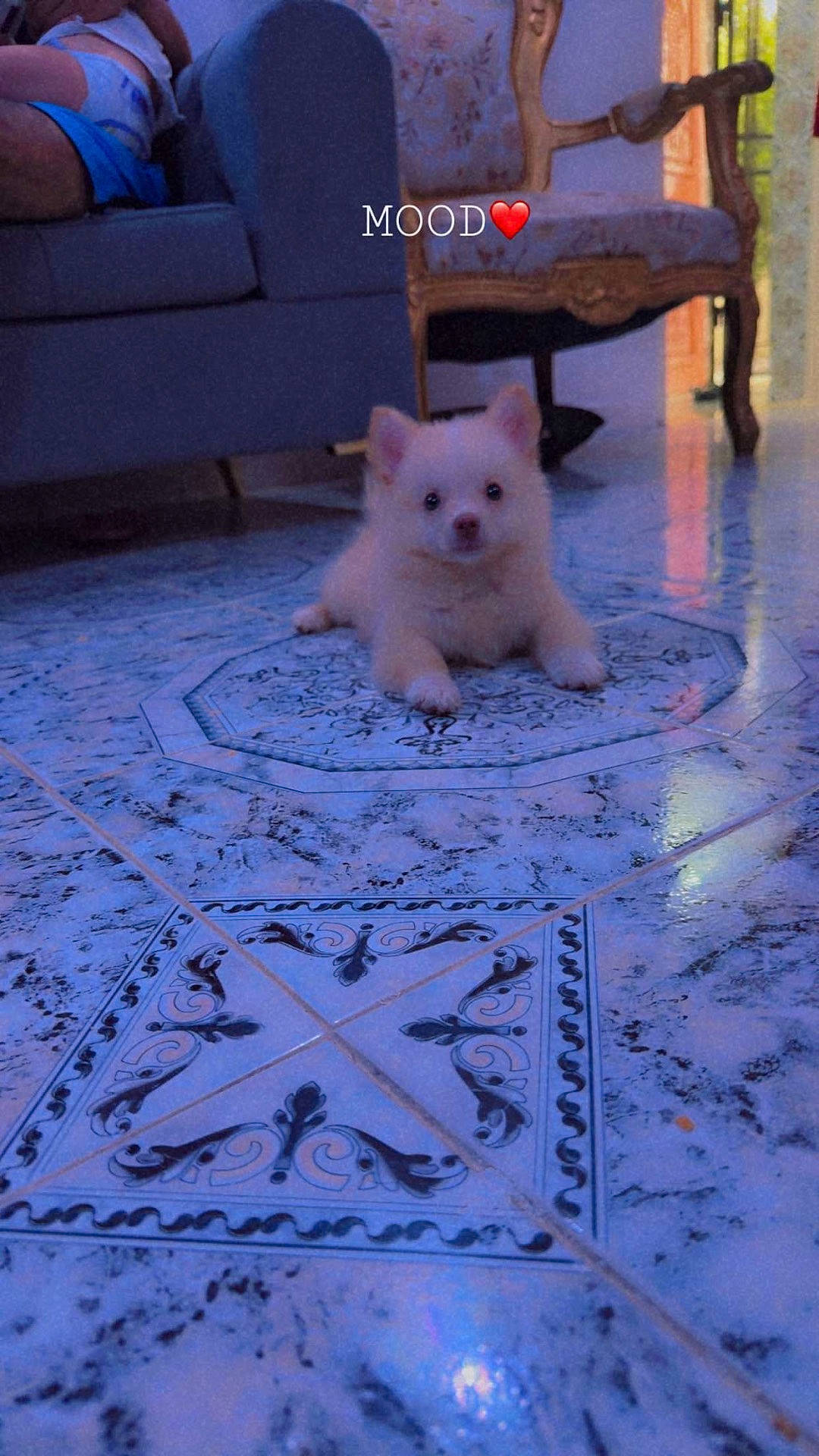 Chanel a rejoint le concours — aidez-le/la à gagner de superbes lots ! animal, blue_sofa, cute, dog, fluffy, furniture, heart, indoors, living_room, looking_at_camera, lying_down, ornate_tiles, pet, portrait, puppy, small_dog, text_overlay, tiled_floor, white_dog, wooden_chair