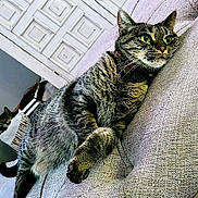 Tinky Winky is registered to the contest to win money with this photo: cat, tabby_cat, feline, pet, indoor, couch, furniture, relaxed, alert, texture, whiskers, ears, eyes, two_cats, background, home, cozy, resting, animal, domestic_animal