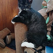 Stash is registered to the contest to win money with this photo: accessories, animal, architecture, armchair, baby, bag, building, cat, chair, clothing, couch, footwear, furniture, indoors, livingroom, person, pet, room, shoe, wood