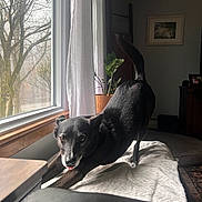Piper joined the competition — help win amazing prizes! dog, black_dog, stretching, window, natural_light, blanket, indoor, plant, curtain, wooden_window_frame, living_room, painting, furniture, floor_rug, pet, canine, home, cozy, relaxation, animal
