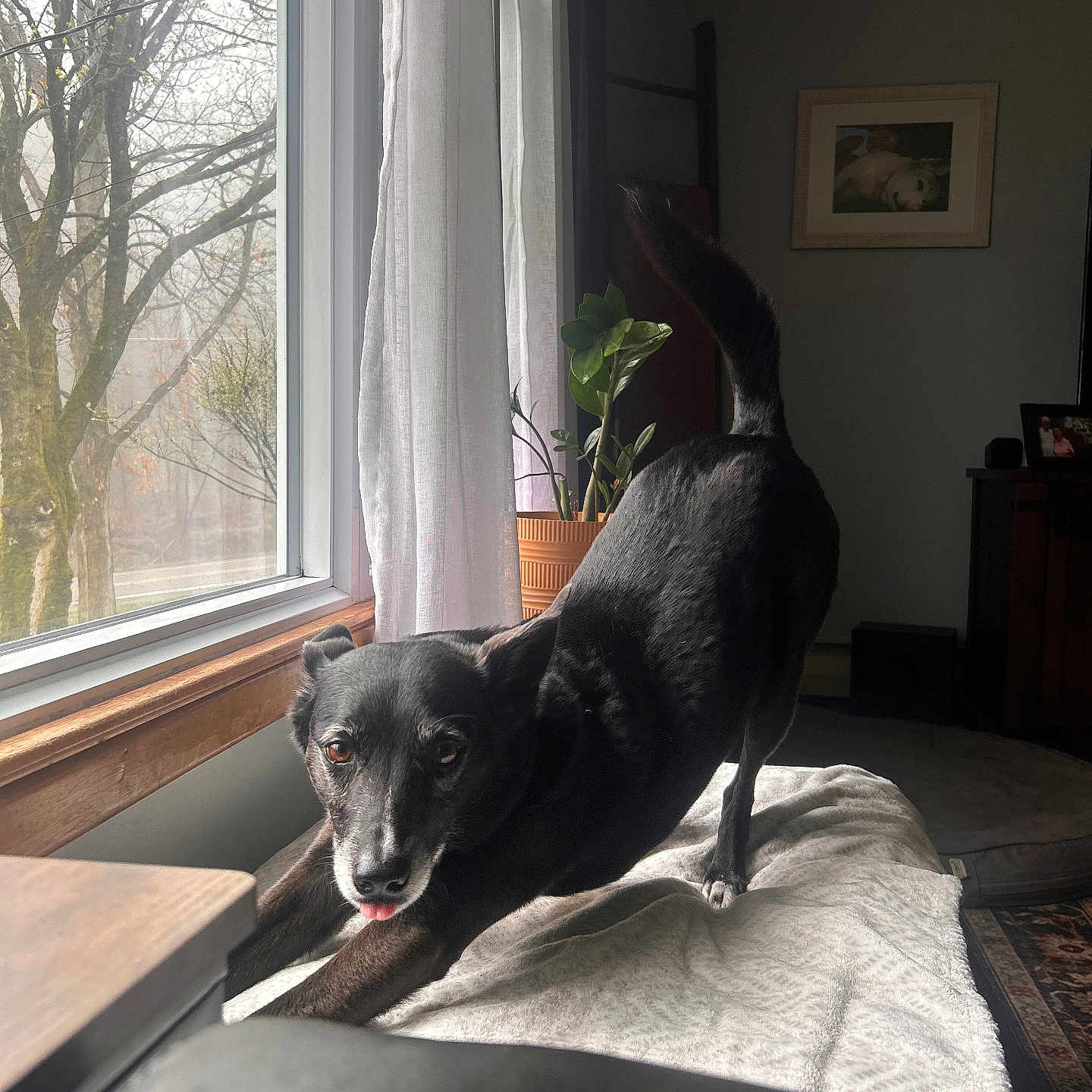 Piper joined the competition — help win amazing prizes! dog, black_dog, stretching, window, natural_light, blanket, indoor, plant, curtain, wooden_window_frame, living_room, painting, furniture, floor_rug, pet, canine, home, cozy, relaxation, animal