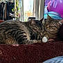 cat, tabby_cat, sleeping, snuggling, cozy, blanket, indoor, feline, pet, resting, fur, closeup, animal, domestic_animal, two_animals, brown, striped, whiskers, paw, relaxation