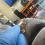 kitten, cat, sleeping, couch, jeans, legs, living_room, furniture, television, speaker, cat_tree, wood_floor, relaxing, indoor, person, foot, shelf, decor, electronics, cozy