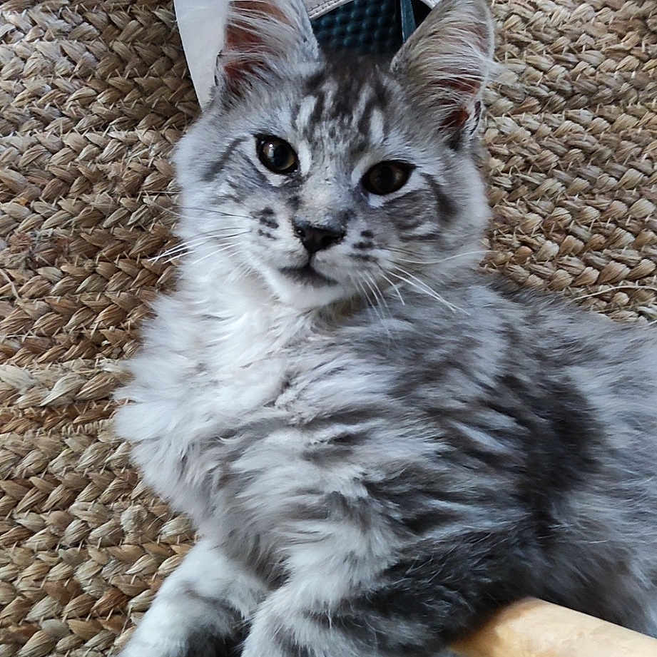 Tigrou