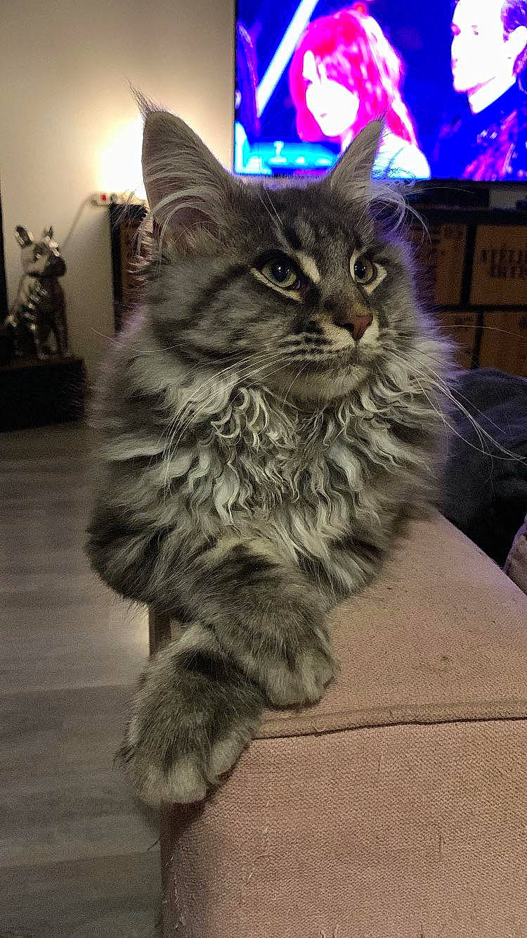 Unty a rejoint le concours — aidez-le/la à gagner de superbes lots ! carnivore, cat, claw, domestic_short_haired_cat, felidae, flooring, fur, houseplant, maine_coon, paw, plant, sitting, small_to_medium_sized_cats, snout, tail, terrestrial_animal, whiskers