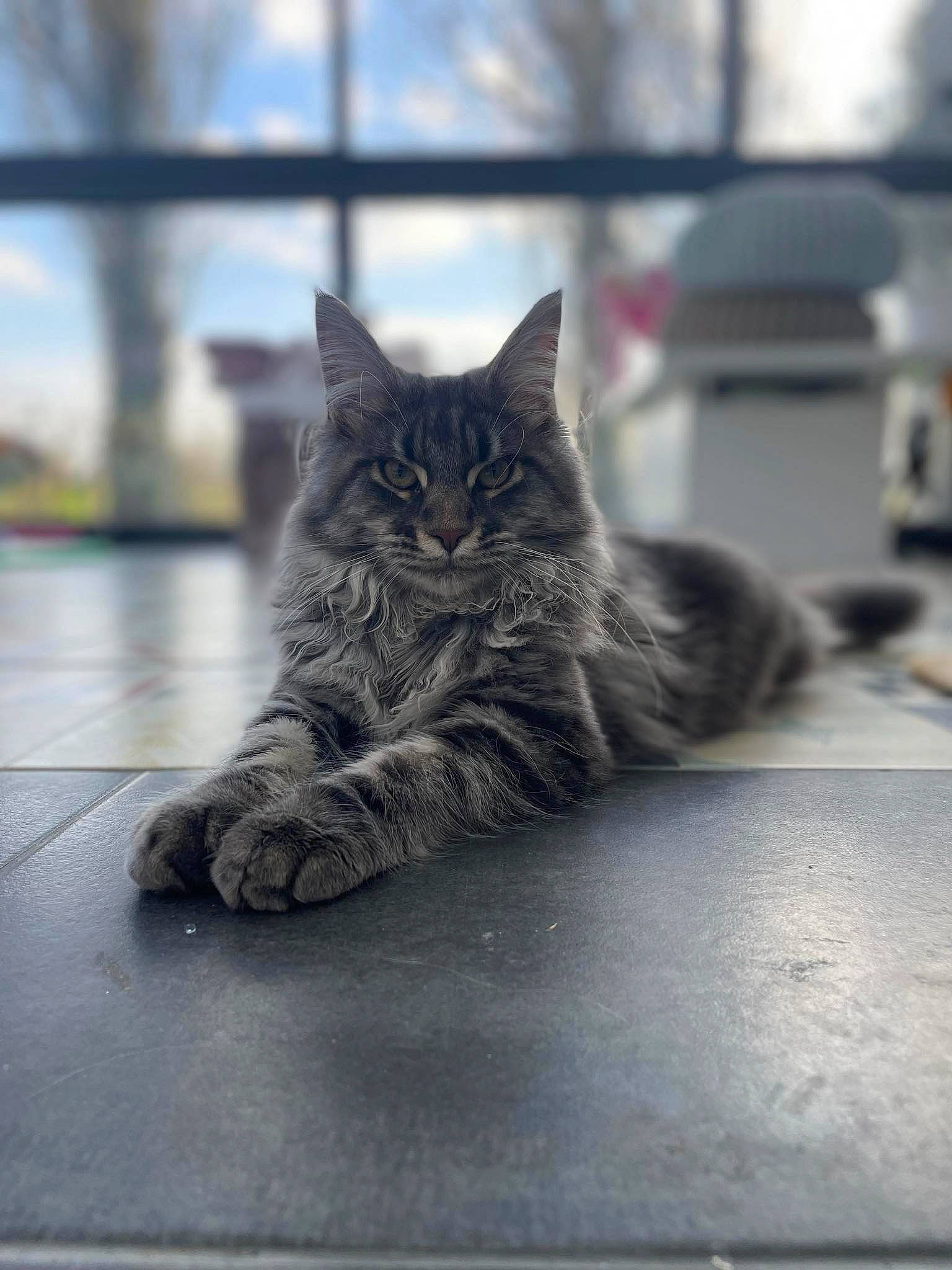 Unty a rejoint le concours — aidez-le/la à gagner de superbes lots ! asphalt, carnivore, cat, domestic_short_haired_cat, felidae, flooring, fur, grey, houseplant, mammal, monochrome, monochrome_photography, paw, plant, road_surface, small_to_medium_sized_cats, snout, tail, whiskers, wood