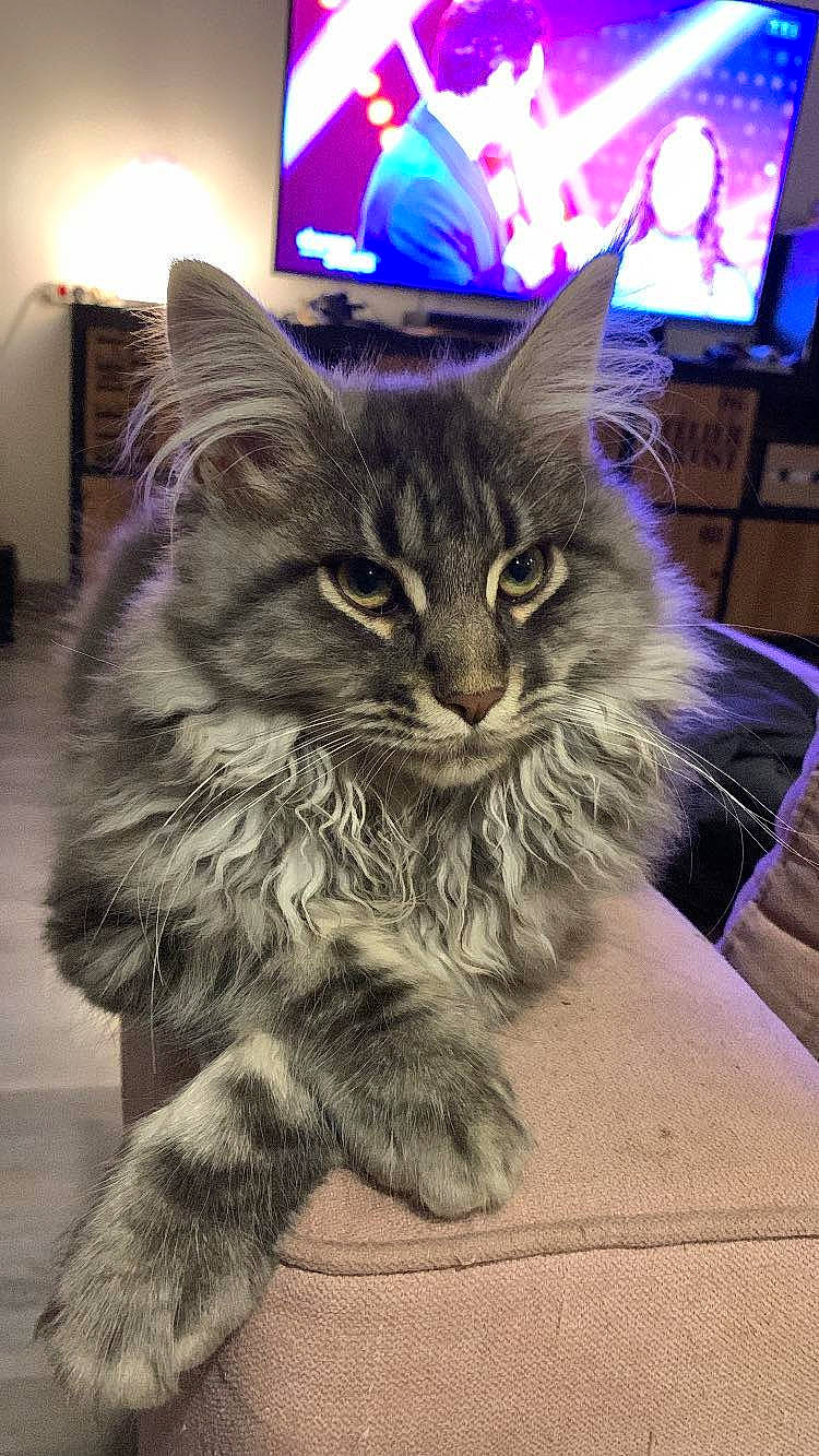 Unty participe au concours pour gagner de l'argent avec cette photo : carnivore, cat, claw, display_device, domestic_short_haired_cat, electric_blue, event, felidae, fur, led_backlit_lcd_display, maine_coon, paw, photo_caption, picture_frame, small_to_medium_sized_cats, tail, television, whiskers