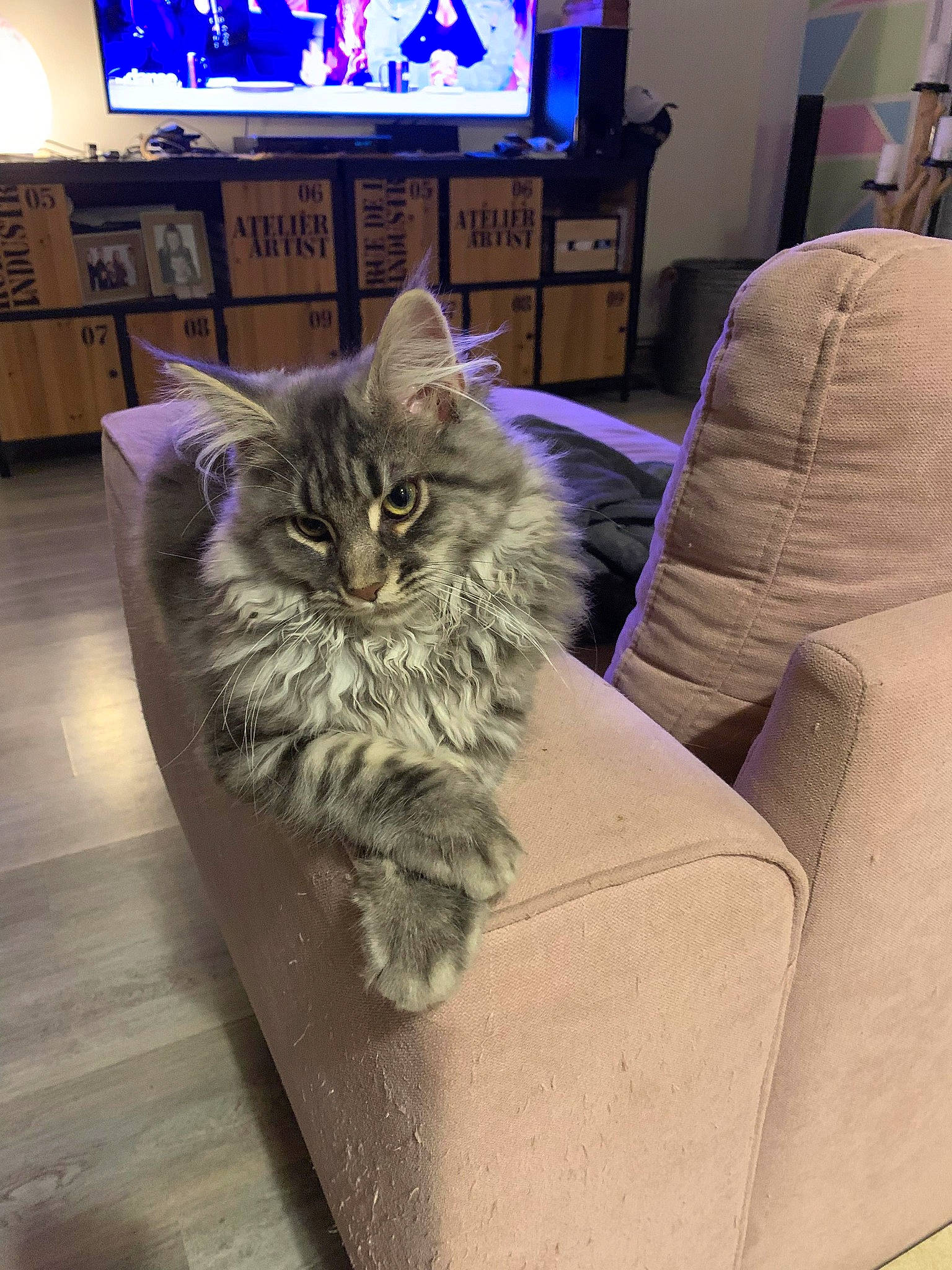 Unty a rejoint le concours — aidez-le/la à gagner de superbes lots ! bookcase, box, carnivore, cat, comfort, couch, domestic_short_haired_cat, felidae, flooring, fur, hardwood, lap, living_room, maine_coon, paw, shelf, small_to_medium_sized_cats, tail, television, whiskers