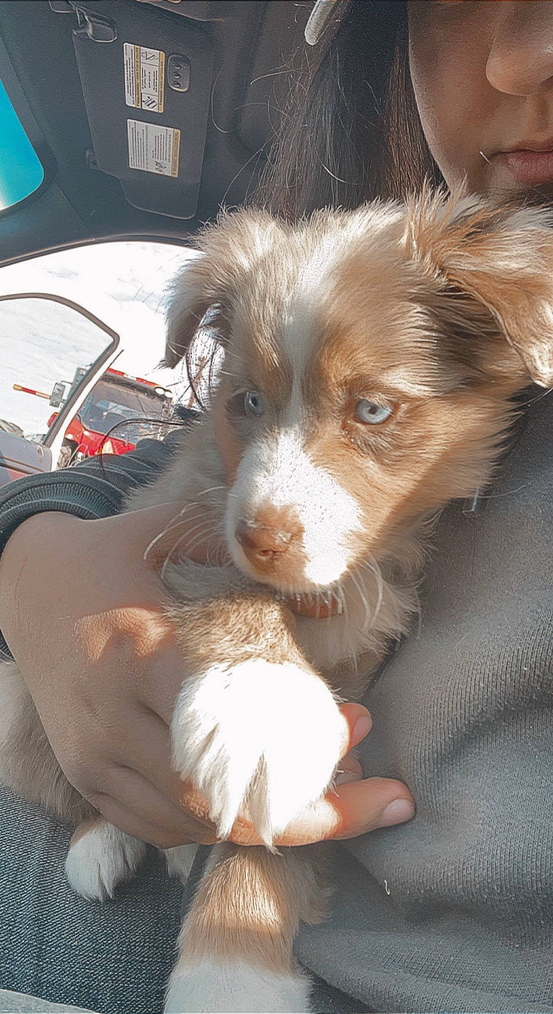 Bugzy is registered to the contest to win money with this photo: australian_collie, border_collie, canidae, carnivore, companion_dog, dog, dog_breed, fur, herding_dog, liver, paw, snout, sporting_group, toy_dog, whiskers, windshield, working_animal, working_dog