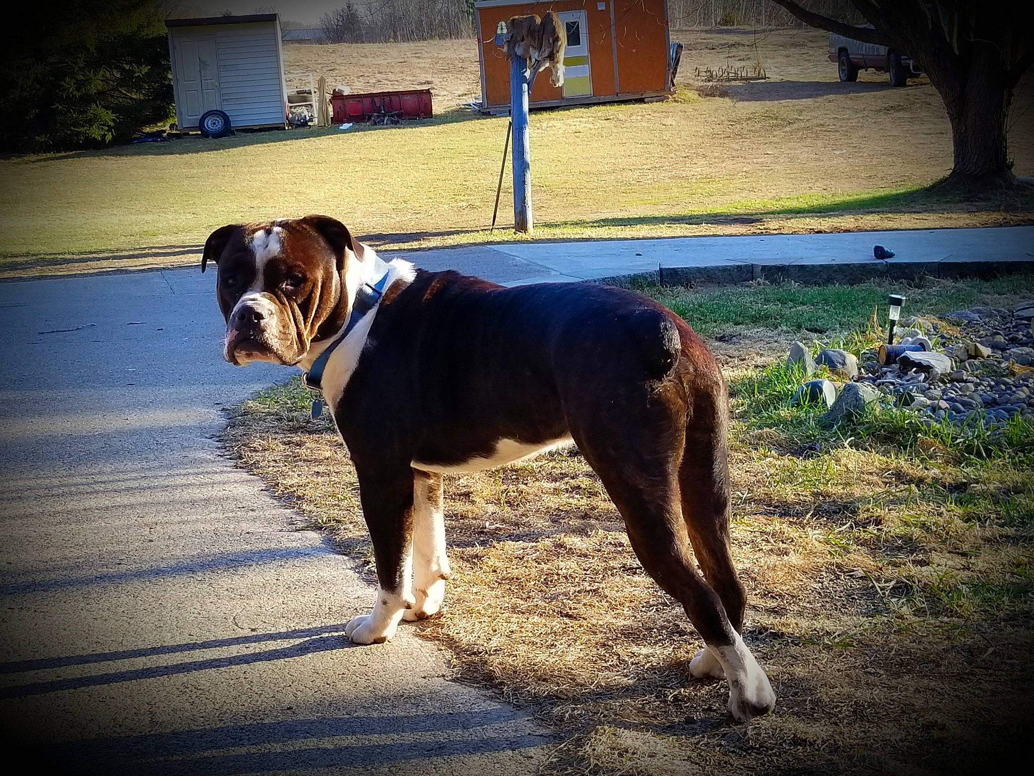 Merle joined the competition — help win amazing prizes! asphalt, canidae, carnivore, collar, companion_dog, dog, dog_breed, dog_collar, electric_blue, fawn, flooring, grass, leash, plant, road_surface, snout, sporting_group, tail, tints_and_shades, working_animal