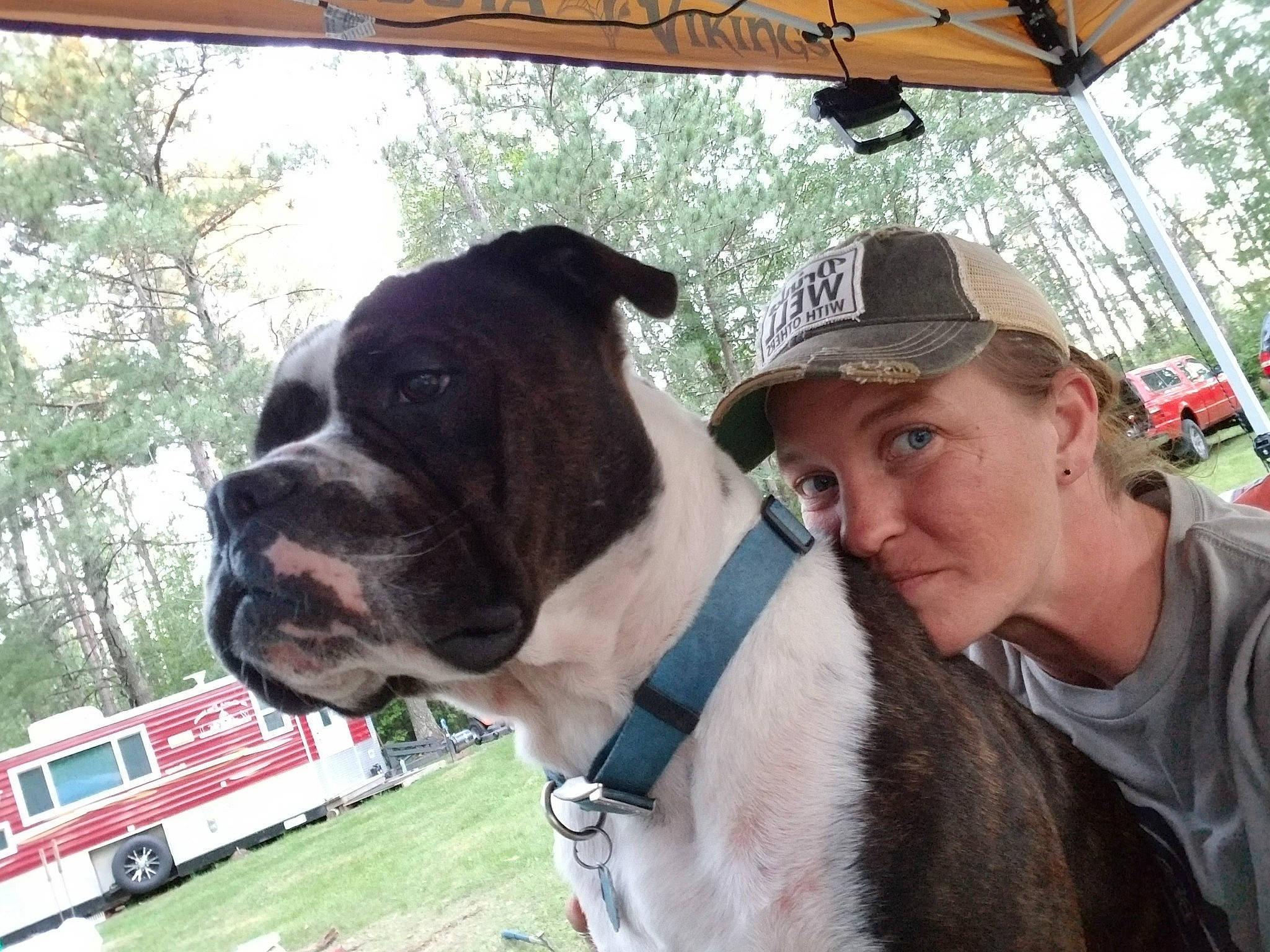Merle joined the competition — help win amazing prizes! building, carnivore, collar, companion_dog, dog, dog_breed, dog_collar, fawn, fedora, giant_dog_breed, hat, house, leash, pet_supply, plant, snout, sporting_group, sun_hat, tree, working_animal