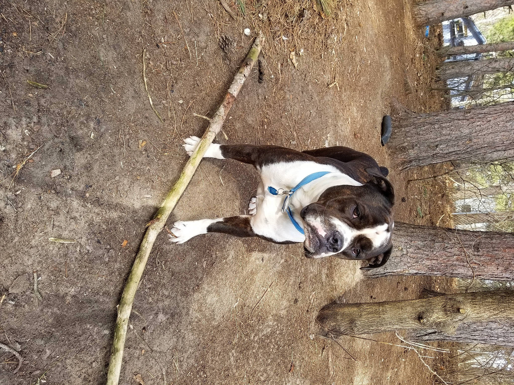 Merle is registered to the contest to win money with this photo: canidae, carnivore, collar, companion_dog, dog, dog_breed, dog_collar, dog_supply, fashion_accessory, fawn, felidae, grass, leash, pet_supply, snout, soil, sporting_group, tail, wood, working_animal