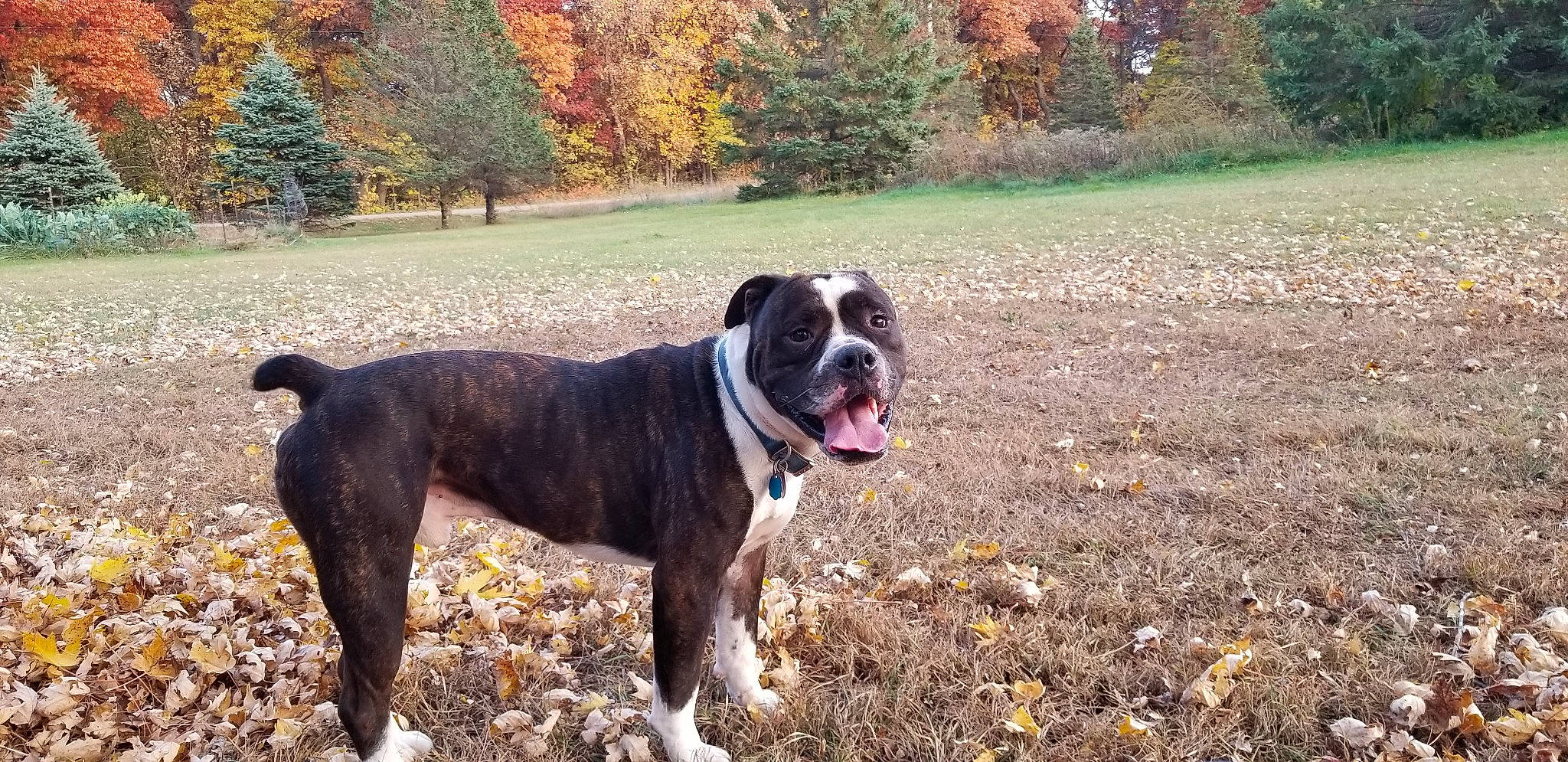 Merle joined the competition — help win amazing prizes! boxer, canidae, carnivore, collar, companion_dog, dog, dog_breed, dog_collar, fawn, giant_dog_breed, grass, leaf, molosser, plant, snout, sporting_group, tail, tree, working_animal, working_dog