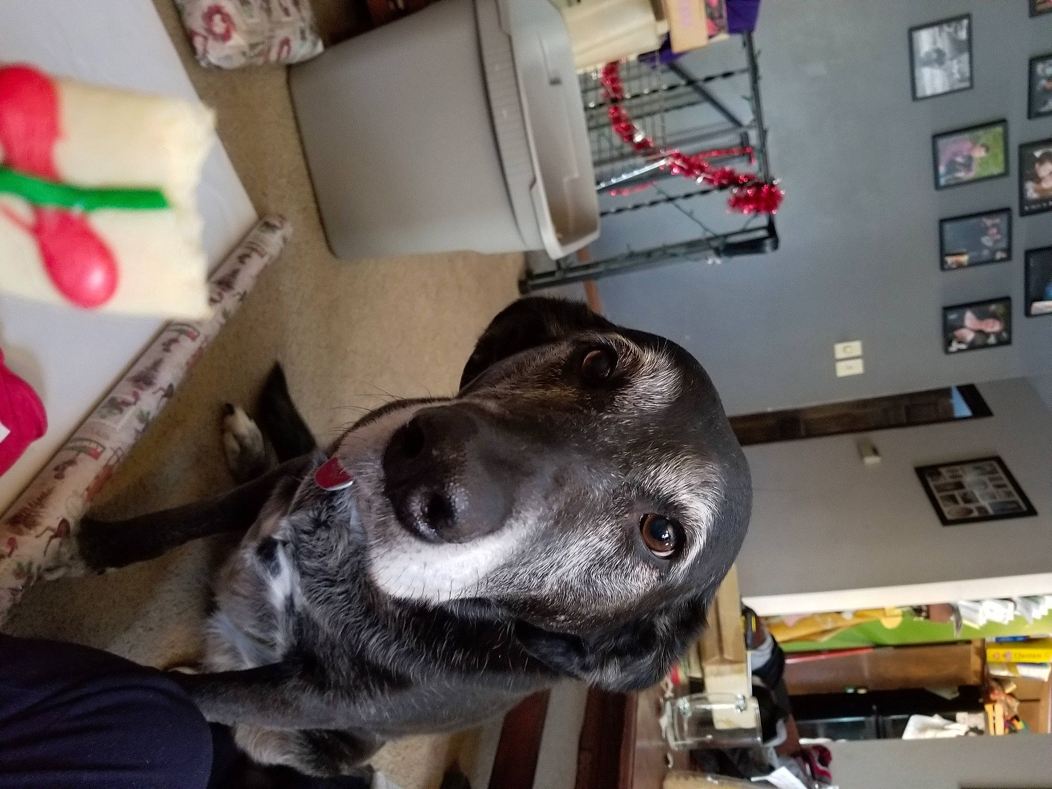 Mabel joined the competition — help win amazing prizes! box, carnivore, carton, collar, companion_dog, dog, dog_breed, dog_collar, electrical_wiring, fur, guard_dog, leash, machine, office_supplies, paper_towel, room, shipping_box, snout, whiskers, working_animal