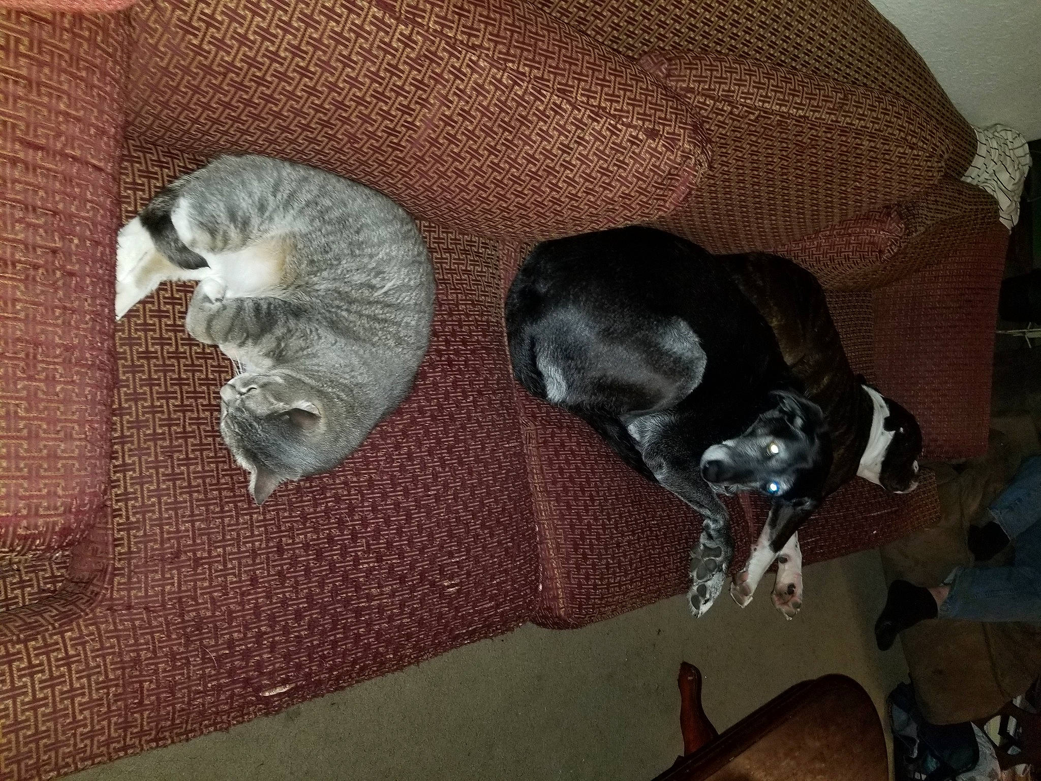 Mitzy is registered to the contest to win money with this photo: canidae, carnivore, cat, comfort, dog, dog_breed, domestic_short_haired_cat, fawn, felidae, fur, grey, mammal, paw, room, schnauzer, small_to_medium_sized_cats, sporting_group, tail, vertebrate, whiskers