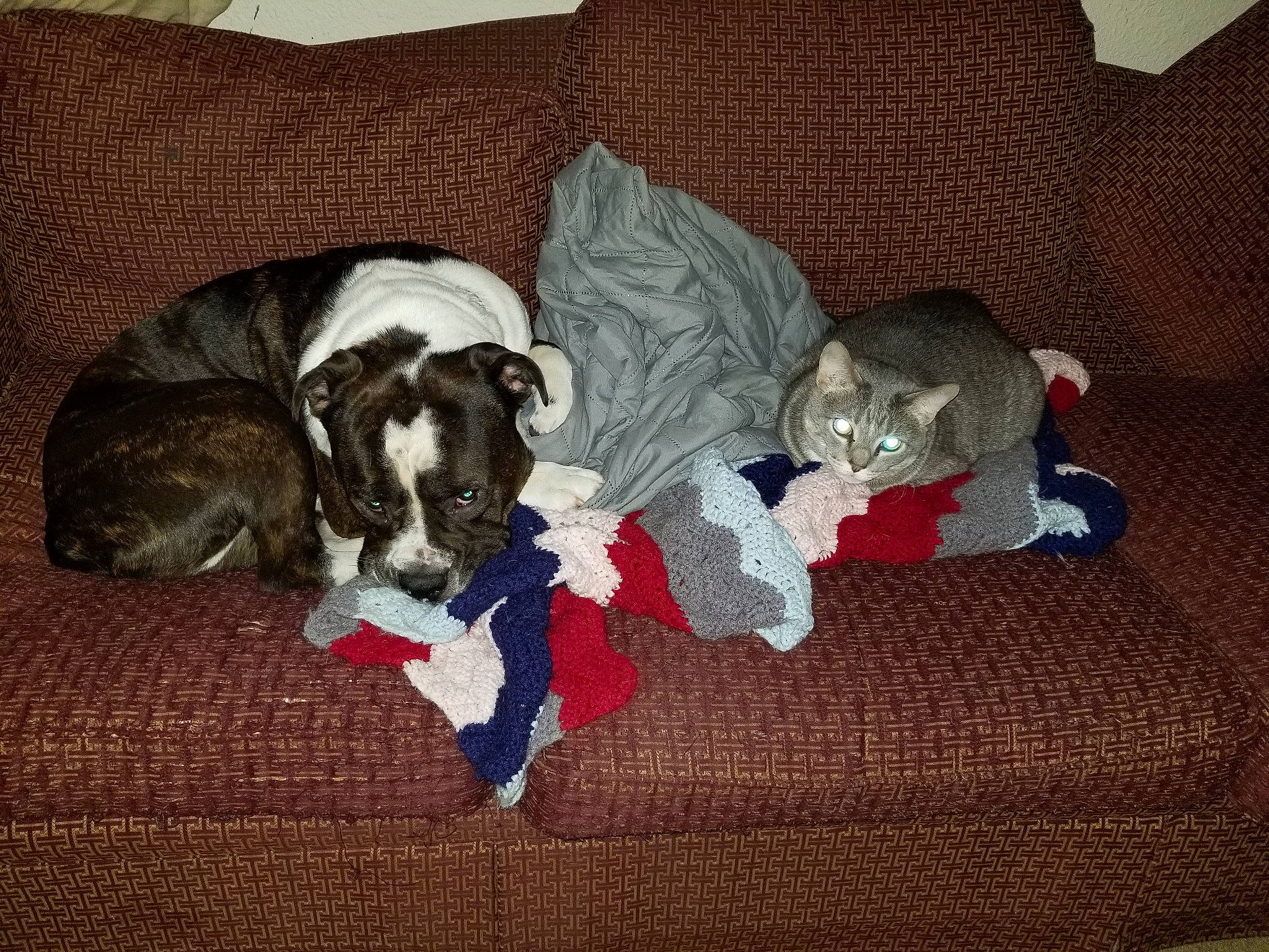 Mitzy joined the competition — help win amazing prizes! carmine, carnivore, comfort, companion_dog, couch, dog, dog_breed, dog_supply, fawn, felidae, flooring, fur, grey, hardwood, living_room, room, small_to_medium_sized_cats, sporting_group, tail, working_animal