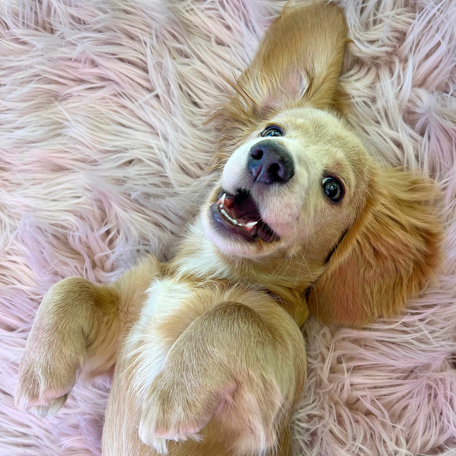 Sassy joined the competition — help win amazing prizes! animal, bodypart, canine, cockerspaniel, dog, face, goldenretriever, head, hound, husky, labradorretriever, mouth, person, pet, photography, portrait, puppy, sleeping, teeth, whitedog