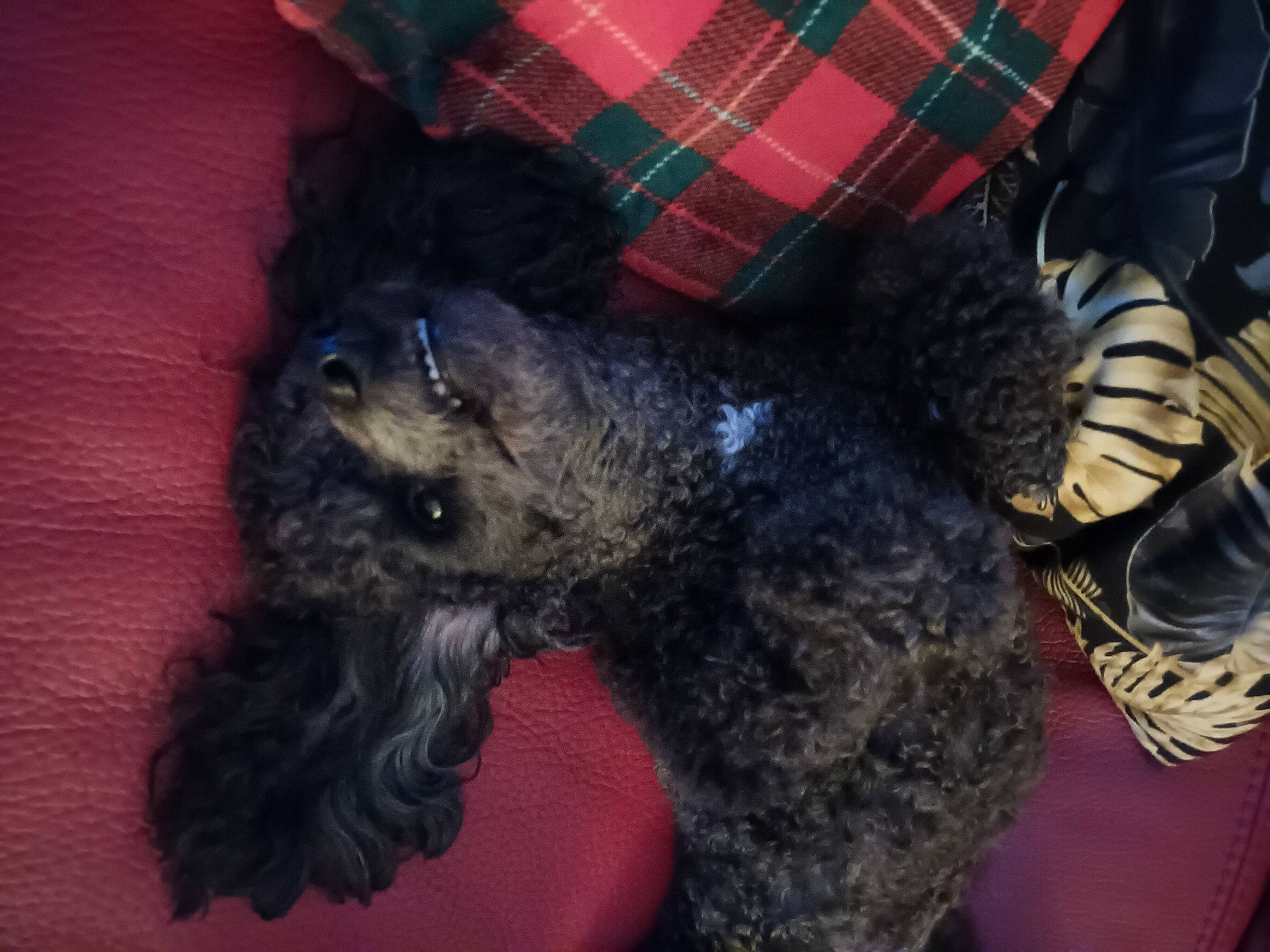 Milou a rejoint le concours — aidez-le/la à gagner de superbes lots ! carnivore, comfort, companion_dog, dog, dog_breed, dog_supply, fashion_accessory, fur, human_leg, liver, pattern, plaid, sleeve, sock, sporting_group, tartan, terrier, toy_dog, water_dog, working_animal