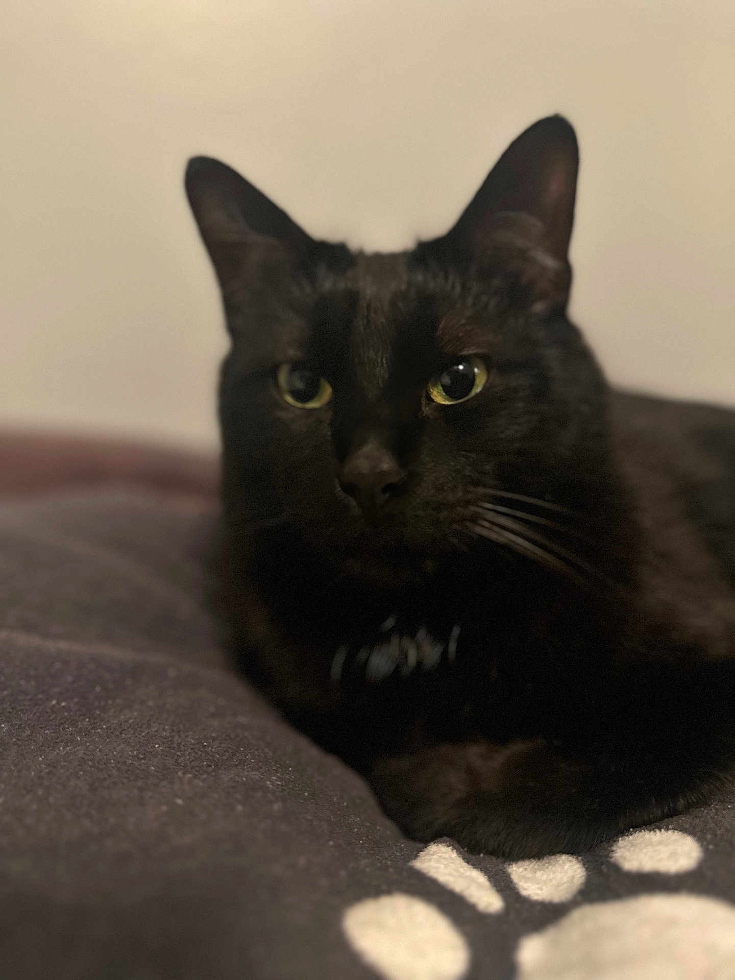 Turbo joined the competition — help win amazing prizes! cat, black_cat, pet, animal, feline, indoor, relaxed, closeup, whiskers, ears, eyes, fur, blanket, paw_print, resting, cozy, soft, portrait, mammal, cute