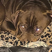 Bono is registered to the contest to win money with this photo: dog, brown_dog, blanket, patterned_blanket, sleepy, curled_up, indoor, pet, animal, fur, face, ears, resting, cozy, closeup, comfort, home, canine, soft, laying_down