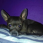 Beebee joined the competition — help win amazing prizes! dog, small_dog, black_dog, pet, lying_down, ears, pillow, striped_pillow, indoor, purple_wall, looking_at_camera, animal, cute, resting, companion, domestic_animal, fur, face, snout, bed