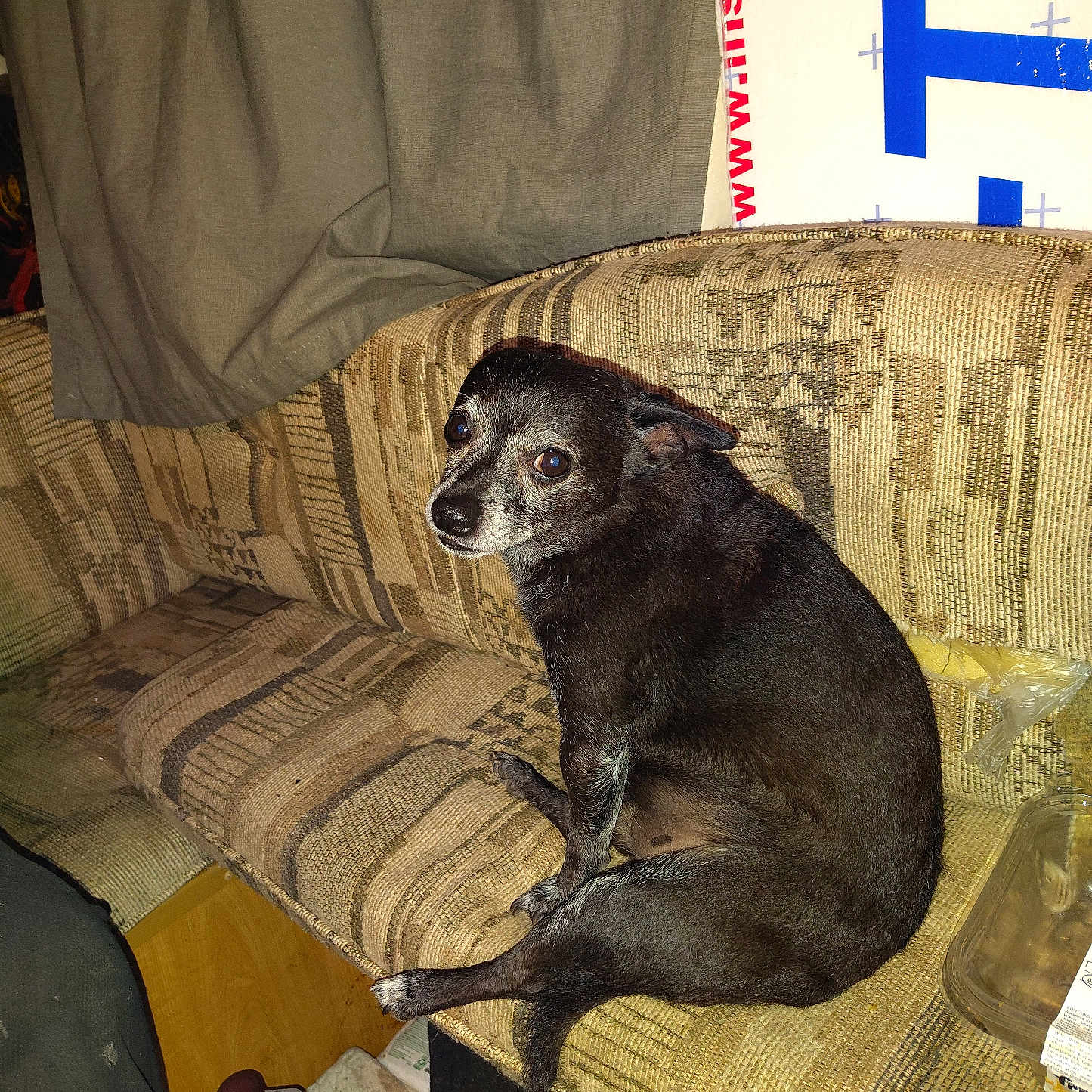 Beebee is registered to the contest to win money with this photo: animal, black_dog, clutter, couch, curious, dog, domestic, ears, floor, furniture, gray_fur, indoor, jug, looking_back, papers, patterned_fabric, pet, seated, side_view, small_dog