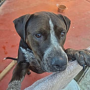 Cutikiss is registered to the contest to win money with this photo: animal, bowl, brindle, brown, canine, close_up, companion, curious, dog, domestic, ears, floor, fur, outdoor, paw, pet, playful, snout, towel, white_markings