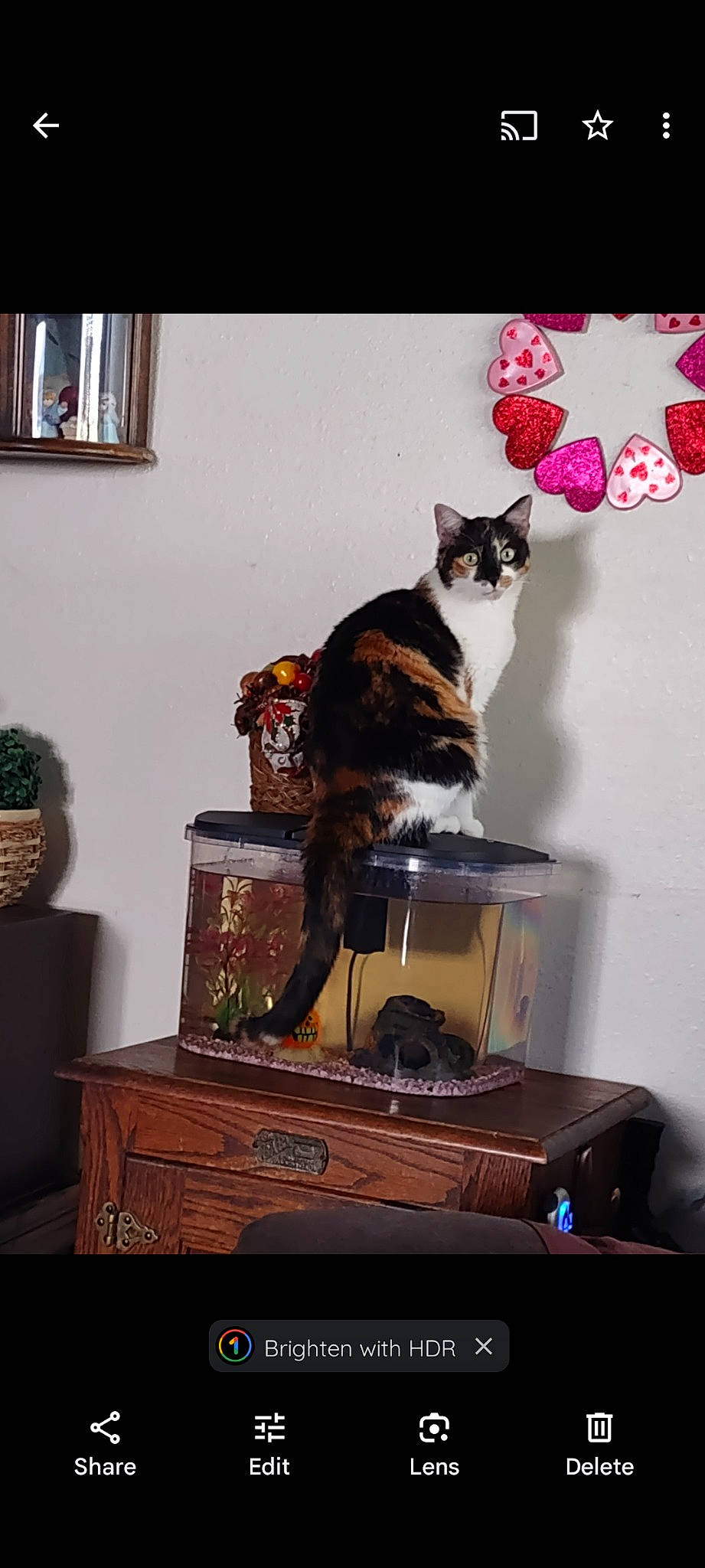 Alice joined the competition — help win amazing prizes! carnivore, cat, cat_supply, comfort, domestic_short_haired_cat, felidae, fur, hardwood, houseplant, interior_design, plant, room, shelf, shelving, sitting, small_to_medium_sized_cats, tail, tree, whiskers, wood