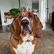 Hemi joined the competition — help win amazing prizes! dog, basset_hound, pet, indoor, living_room, carpet, ears, nose, collar, wooden_rocking_horse, doorway, natural_light, brown, white, fur, floor, animal, canine, portrait, cute
