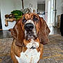 dog, basset_hound, pet, indoor, living_room, carpet, ears, nose, collar, wooden_rocking_horse, doorway, natural_light, brown, white, fur, floor, animal, canine, portrait, cute